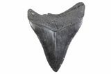 Serrated, Fossil Megalodon Tooth - South Carolina #371956-1